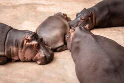 Group Of Hippopotamus Babies Resting On Ground