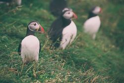 Group Of Puffins Birds