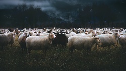 Group of Sheep Black and White Photo
