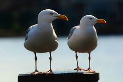 Gull Bird Couple