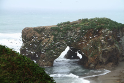 Gull Birds Flying over Cliff