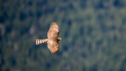 Hawk Bird Flying HD Photography