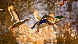 HD Photography of Duck Flying Near River