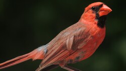 HD Wallpaper of Cardinal Bird