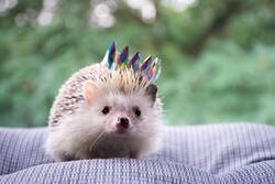 Hedgehog Animal CloseUp Photo