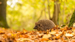 Hedgehog Animal in Leaves HD Wallpaper