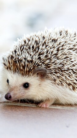 Hedgehog Animal Pics