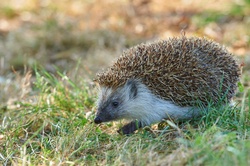 Hedgehogs in Farm Closeup Pics