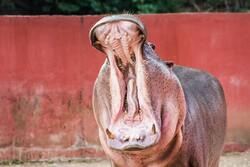 Hippo Animal with Open Mouth