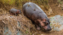 Hippopotamus with Baby 4K Animal Photo
