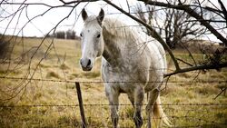 Horse Looking Near Fence