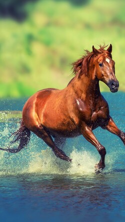 Horse Running in Water Wallpaper