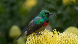 Hummingbird 4K Image
