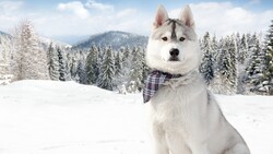 Husky Dog Sitting in Snow