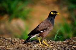 Indian Bird Myna Image