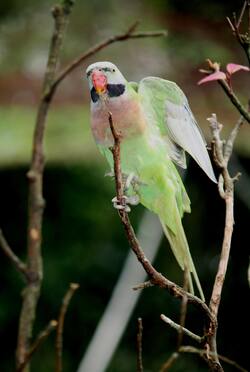 Indian Green Parrot Mobile Picture
