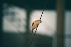 Indian Silverbill Bird 5K Photography