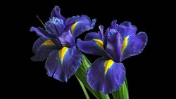 Irises Purple Flower 5K