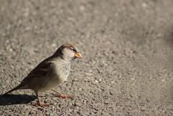 Italian Sparrow Bird Photography