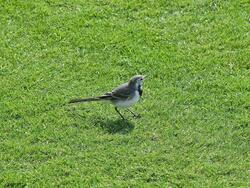 Jay Bird on Green Grass Photo