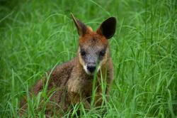 kangaroo Baby Image