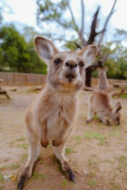 Kangaroo Baby Mobile Pic
