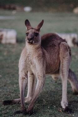 Kangaroo Image Download