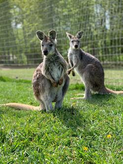 Kangaroo in Zoo Photo