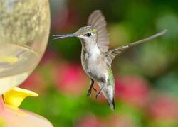 Kingfisher Bird Photography