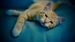 Kitten Sleeping in Bed HD Wallpaper