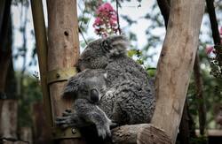 Koala Couple in Zoo