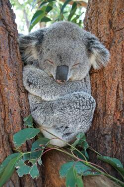 Koala Sleeping Image