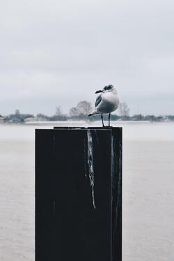 Laughing Gull Sitting in Snow