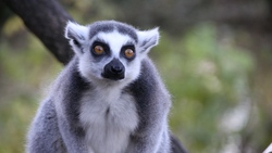 Lemurs Looking Seriously Photo