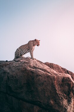 Leopard At Hill