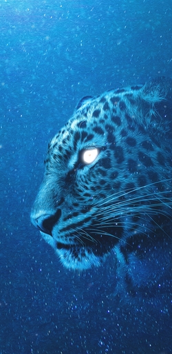 Leopard Blue Background Photo
