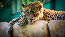 Leopard Wild Cat Photo
