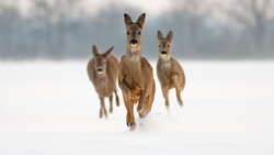 Llama Animals Running in Snow