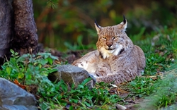 Lynx Sitting in Grass HD Wallpaper