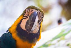 Macaw Parrot Bird 5K Photo