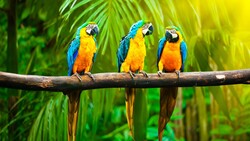 Macaw Parrot Bird Sitting on Row