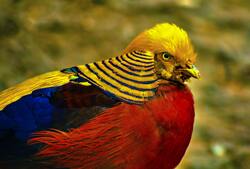 Male Golden Pheasant Bird Photo