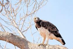 Martial Eagle Sitting on Tree