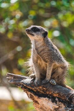 Meerkat Animal on Tree Branch