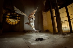 Mice Hunting by Owl