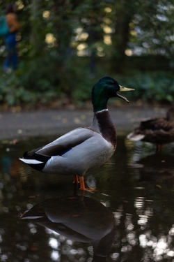 Mobile Resolution Image of Duck Standing in Water