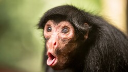 Monkey Close Up Photo
