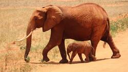 Mother Elephant with Her Cute Baby