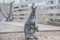 Mother Kangaroo with Her Cute Child