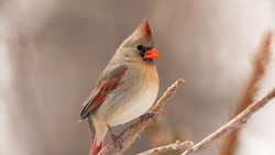 Northern Cardinal Bird HD Image